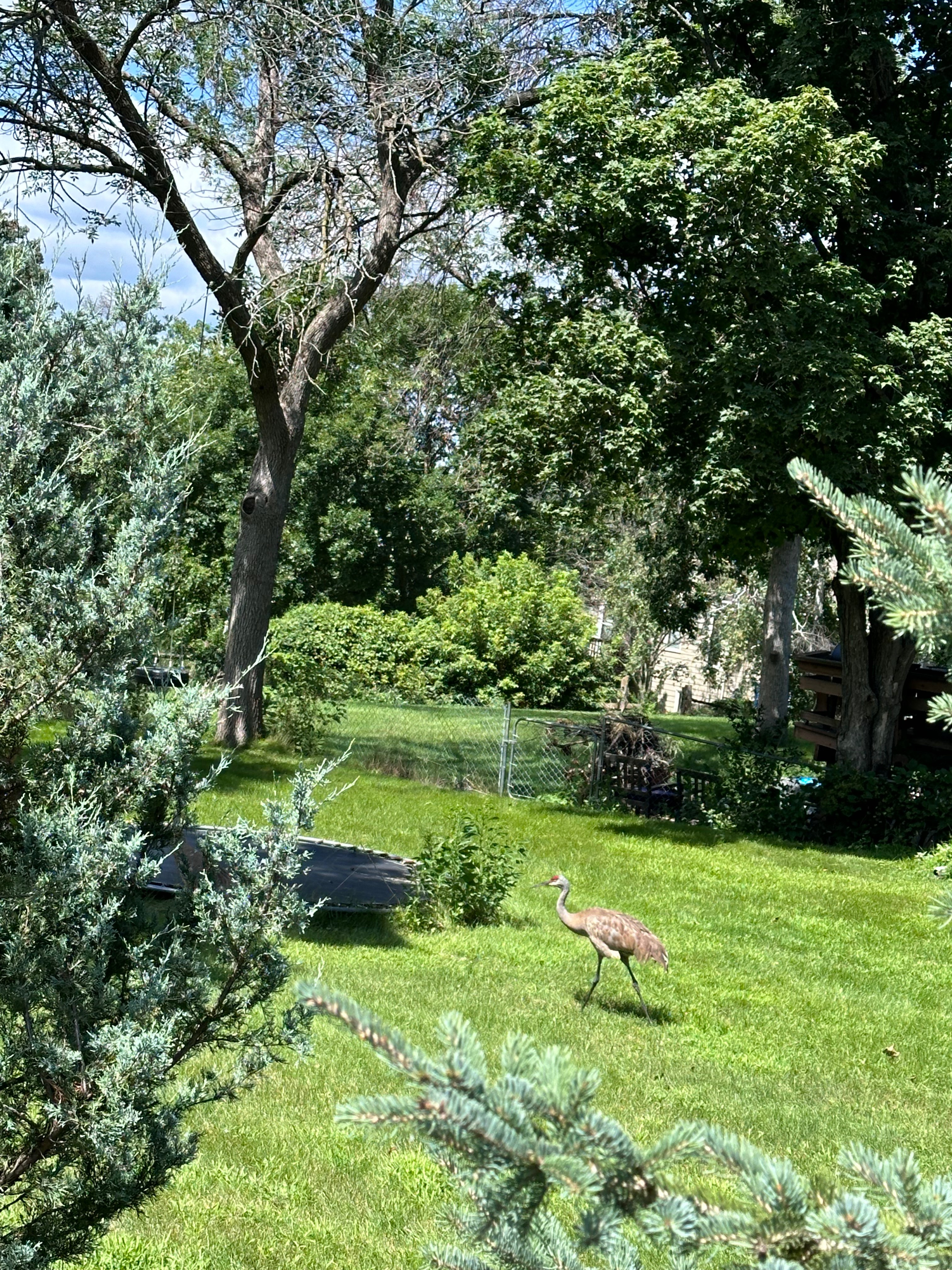 Well-maintained yard with trees and wildlife